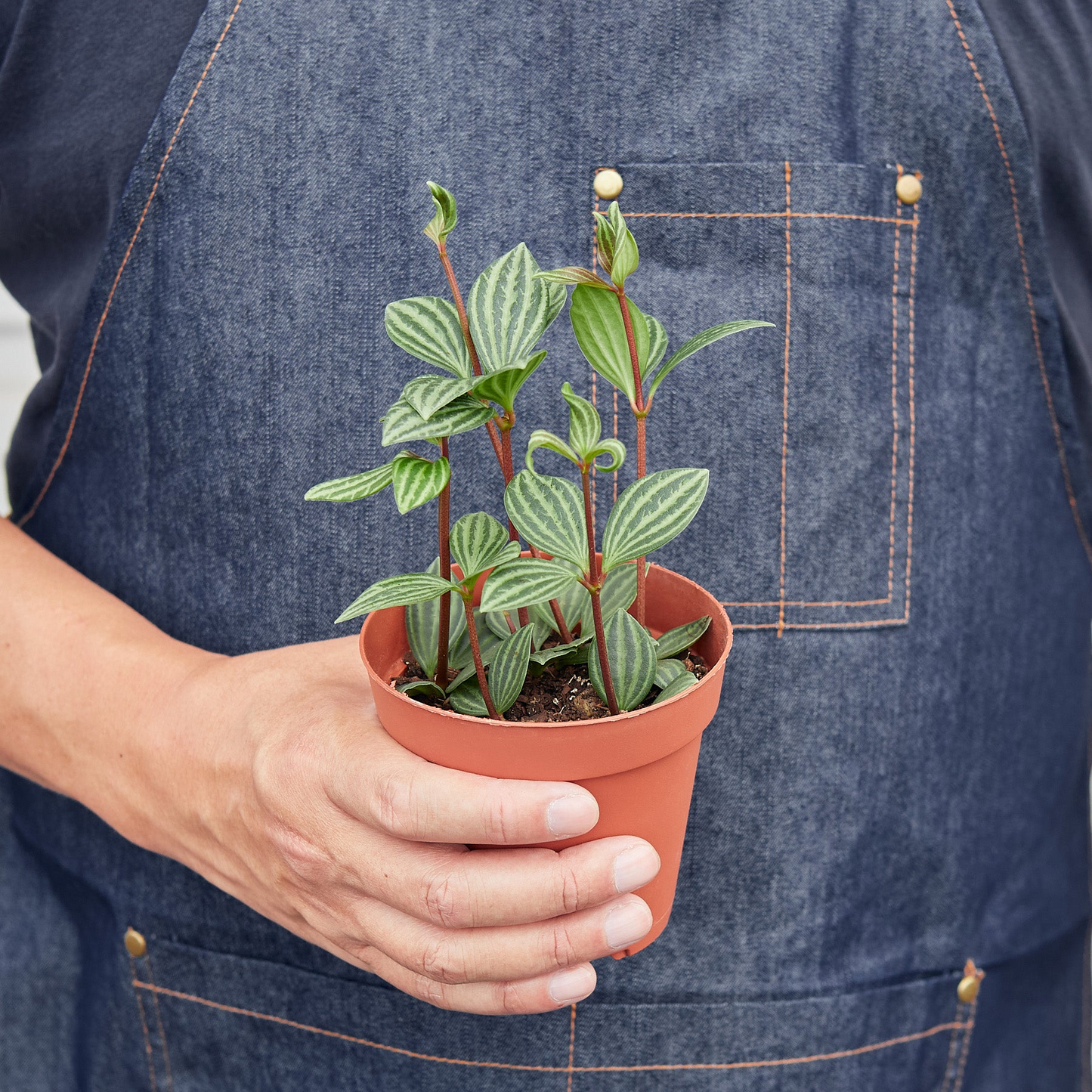 Peperomia 'Parallel' - 4" Pot