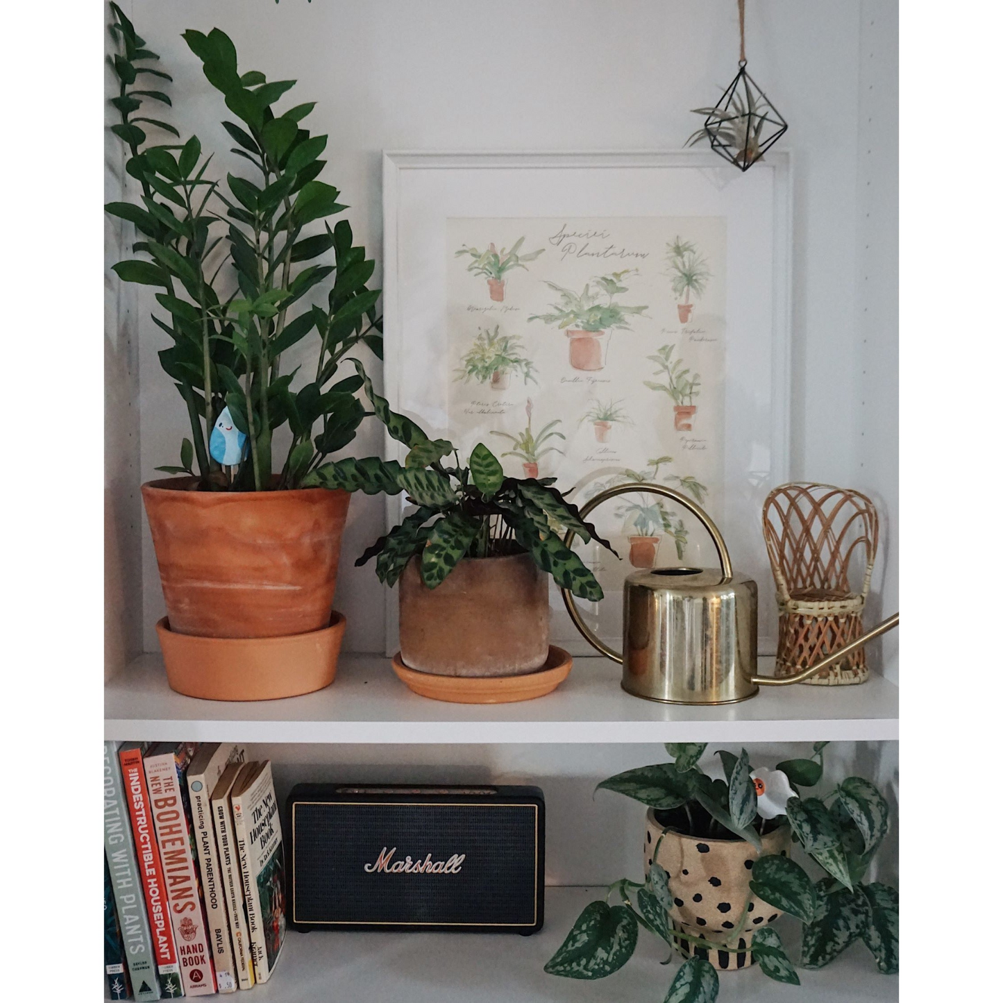 Plant Species Poster