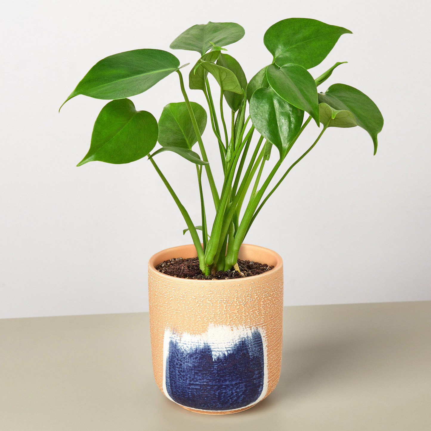 Monstera 'Split-Leaf'