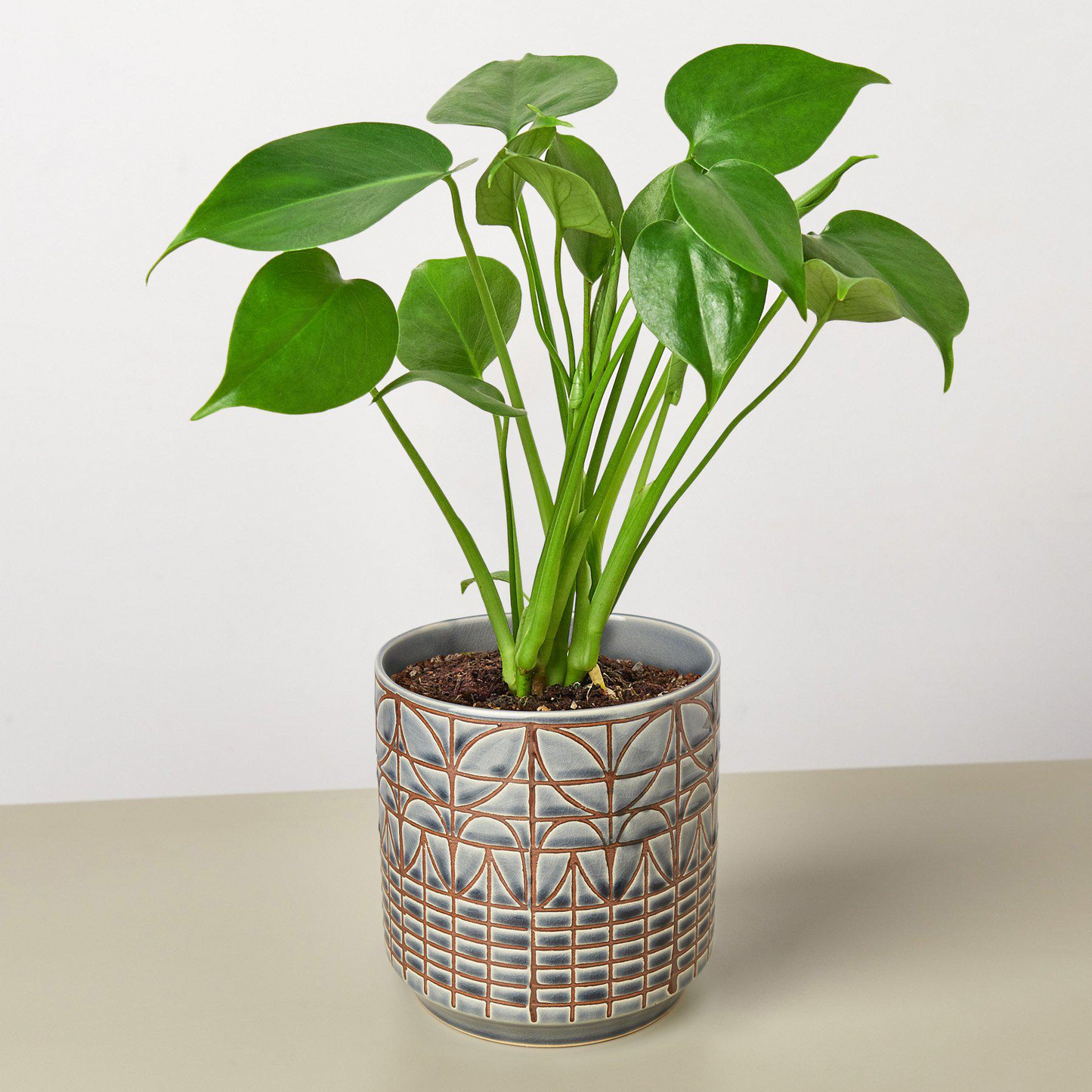 Monstera 'Split-Leaf'