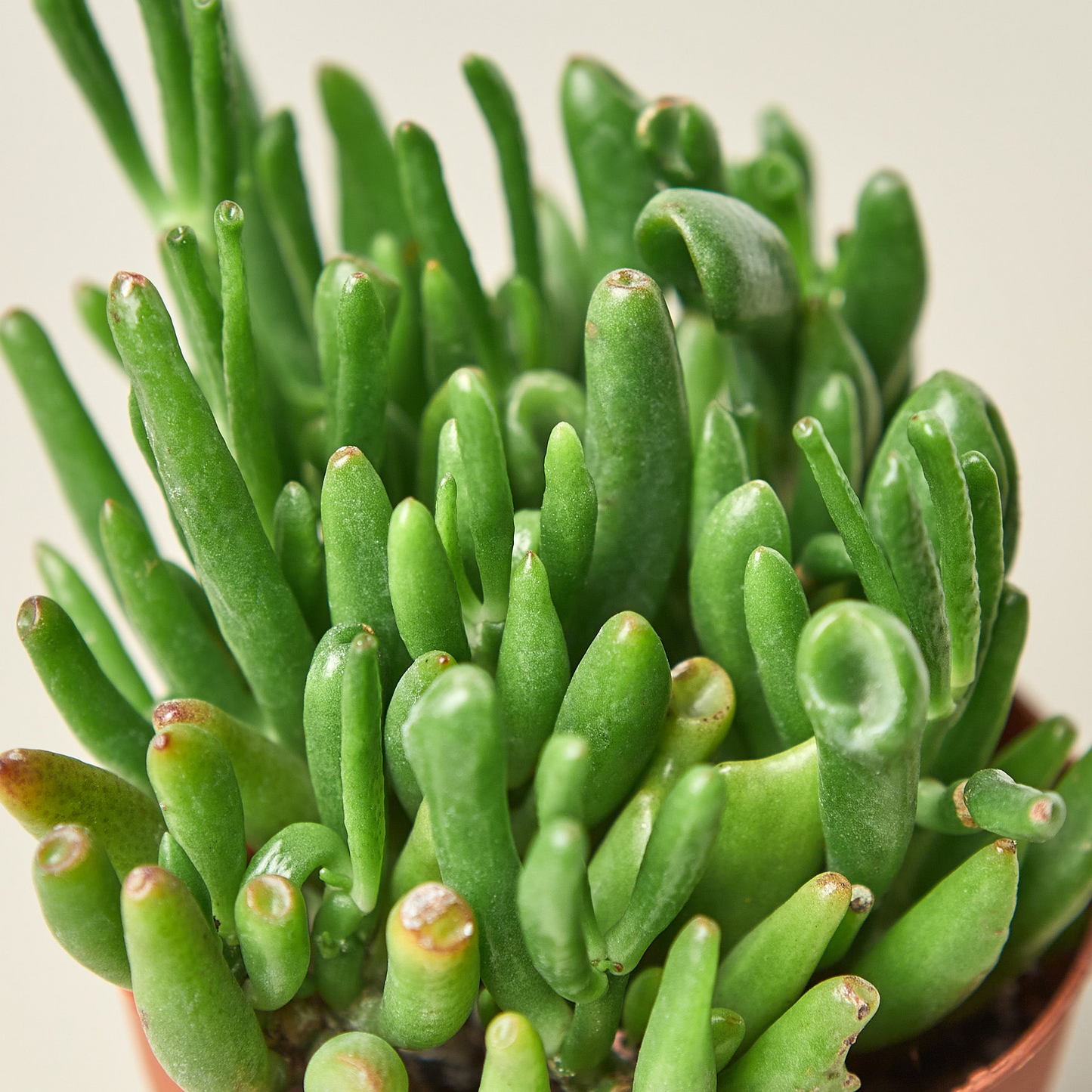 Crassula Ovata 'Gollum Jade' Succulent - 4" Pot