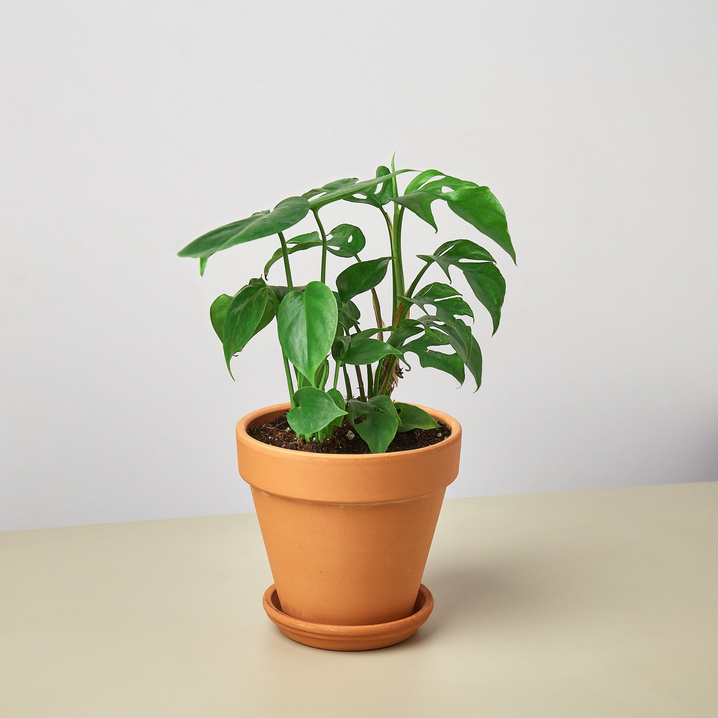 Pre-Potted Monstera Gift Arrangement