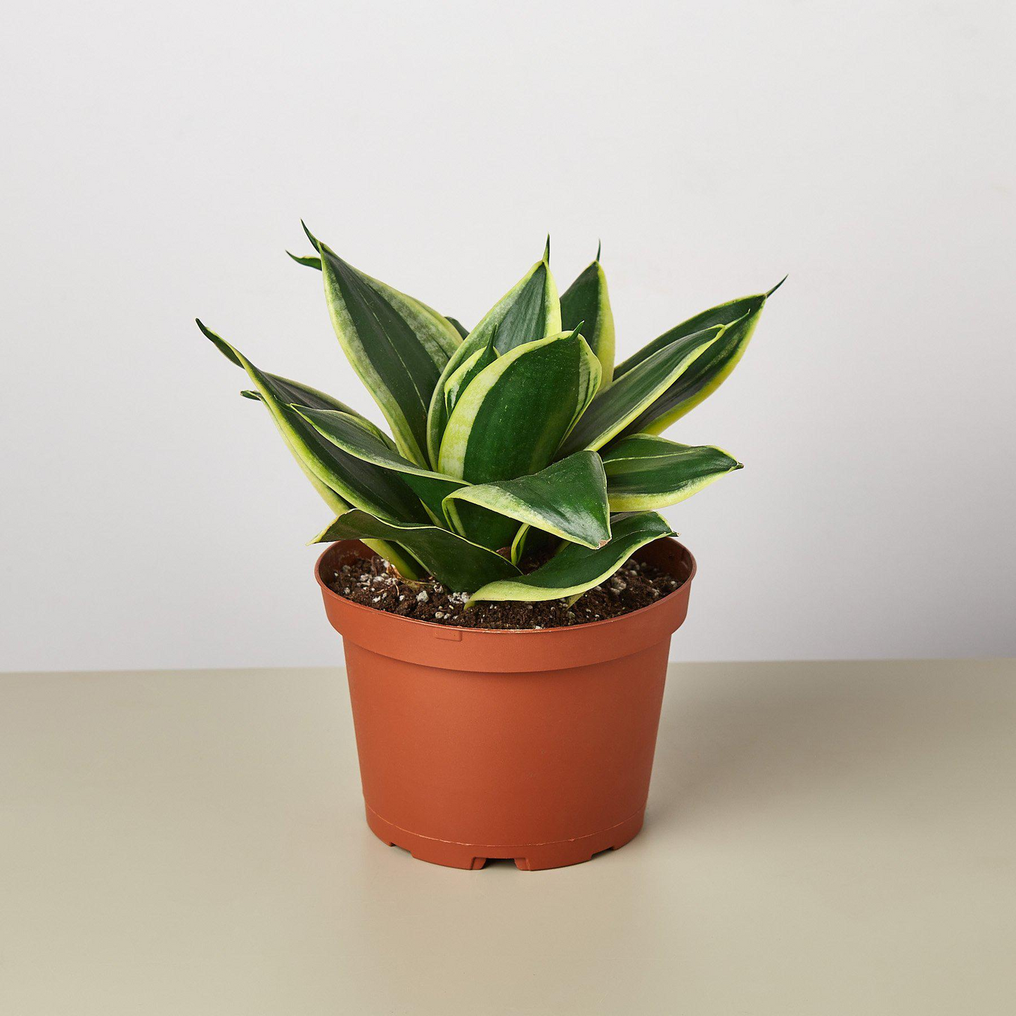 Snake Plant 'Black Gold'