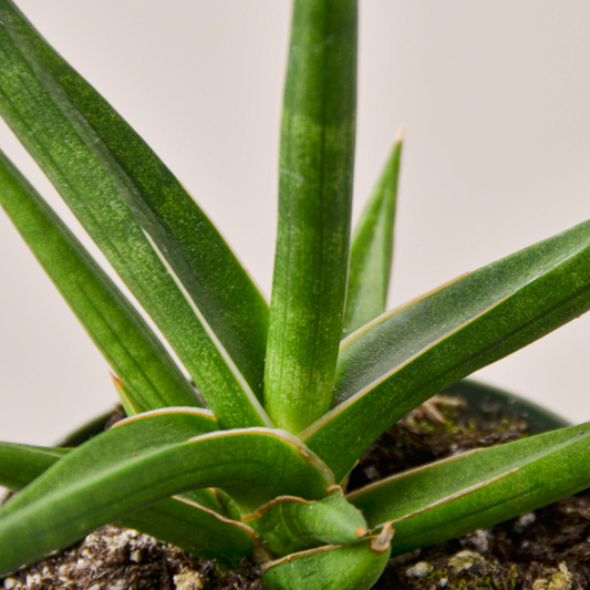 Snake Plant 'Stuckii'