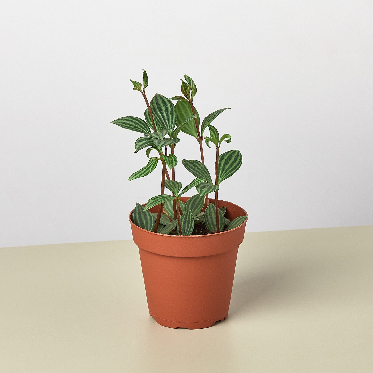 Peperomia 'Parallel' - 4" Pot
