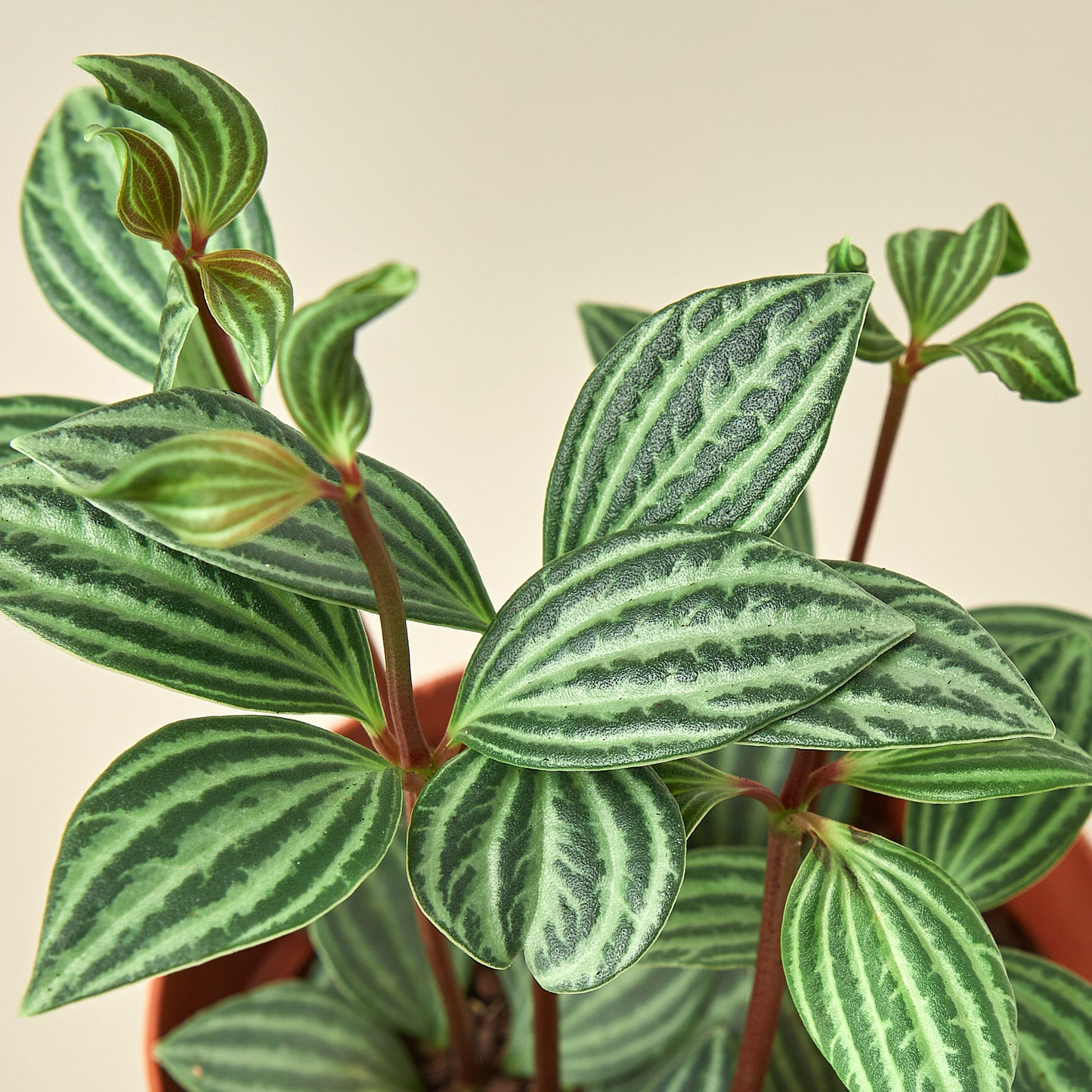 Peperomia 'Parallel' - 4" Pot