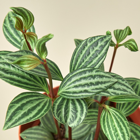 Peperomia 'Parallel' - 4" Pot