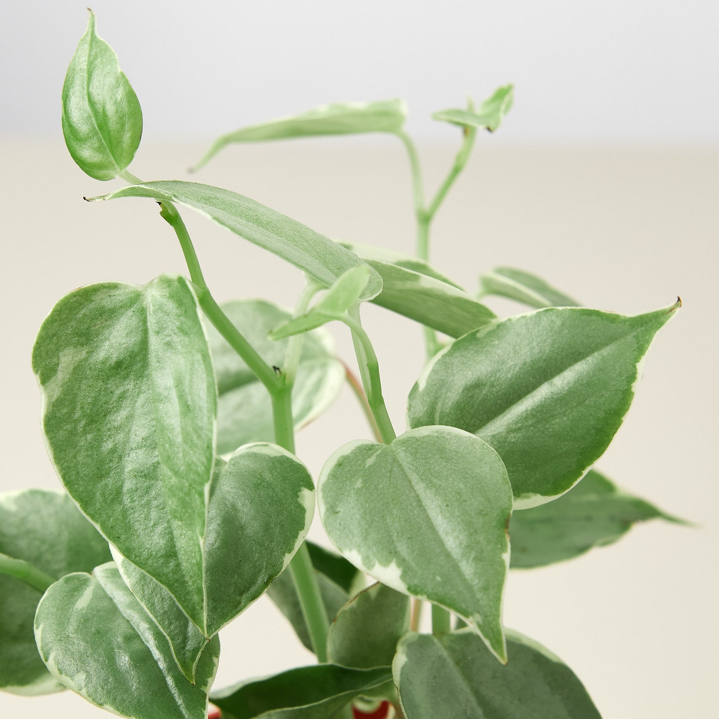 Peperomia 'Cupid' - 4" Pot