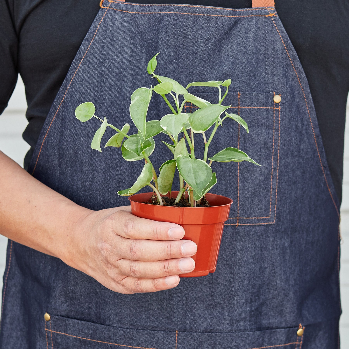 Peperomia 'Cupid' - 4" Pot